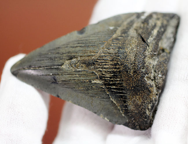 サービスプライス！史上最大の肉食ザメ、メガロドンの歯化石。エナメル質、セレーションが保存されています。（その4）