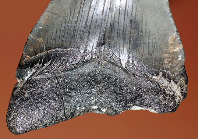 サービスプライス！史上最大の肉食ザメ、メガロドンの歯化石。エナメル質、セレーションが保存されています。（その6）