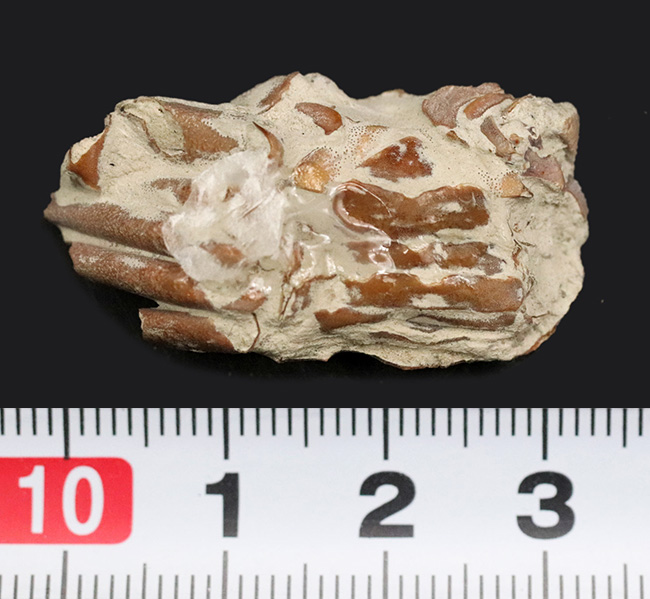 名古屋港で採集された新生代のカニ(Cancer)の化石(その6)