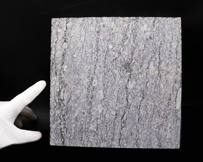２キロオーバー２０センチの大判サイズ！約４億３０００万年前のウミユリ（Crinoid）化石が多数保存されたプレート標本（その4）