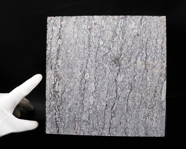 2キロオーバー20センチの大判サイズ!約4億3000万年前のウミユリ(Crinoid)化石が多数保存されたプレート標本(その4)