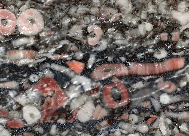2キロオーバー20センチの大判サイズ!約4億3000万年前のウミユリ(Crinoid)化石が多数保存されたプレート標本(その5)