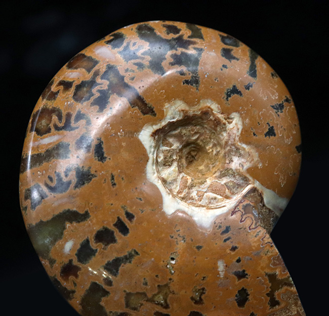 虎柄模様がユニークなマダガスカル産アンモナイト（Ammonite）（その2）