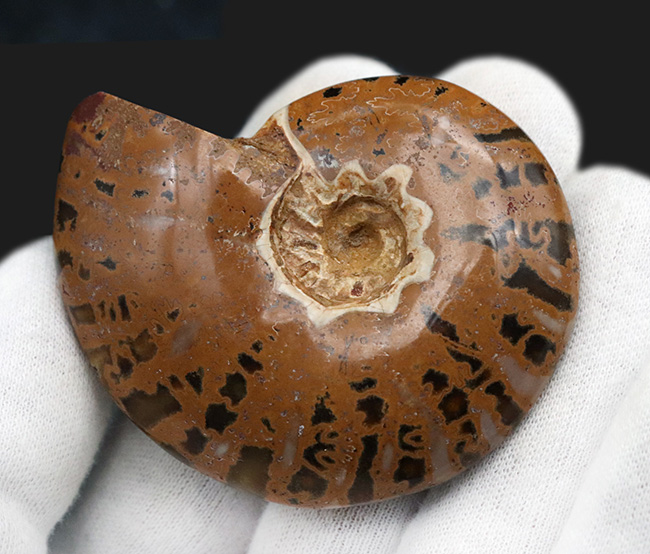 虎柄模様がユニークなマダガスカル産アンモナイト（Ammonite）（その3）