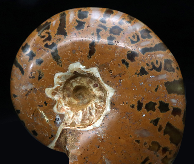 虎柄模様がユニークなマダガスカル産アンモナイト（Ammonite