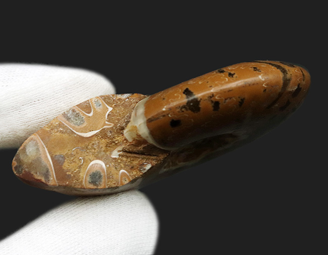 虎柄模様がユニークなマダガスカル産アンモナイト（Ammonite