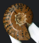 虎柄模様がユニークなマダガスカル産アンモナイト（Ammonite）