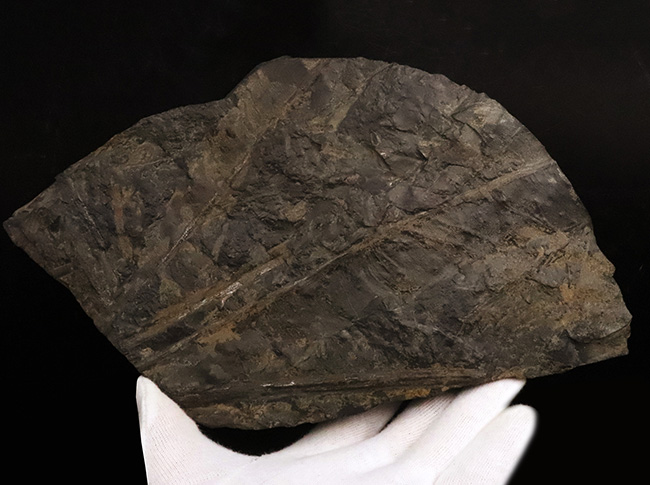 国内マニアックシリーズ!群馬県産ソテツに似た別の絶滅植物、ニルソニア(Nilssonia)の葉化石(その1)