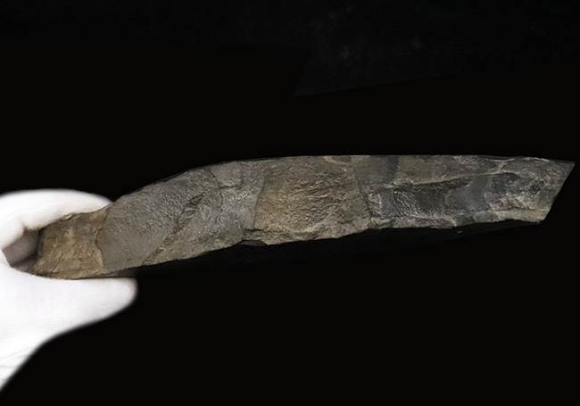国内マニアックシリーズ!群馬県産ソテツに似た別の絶滅植物、ニルソニア(Nilssonia)の葉化石(その7)