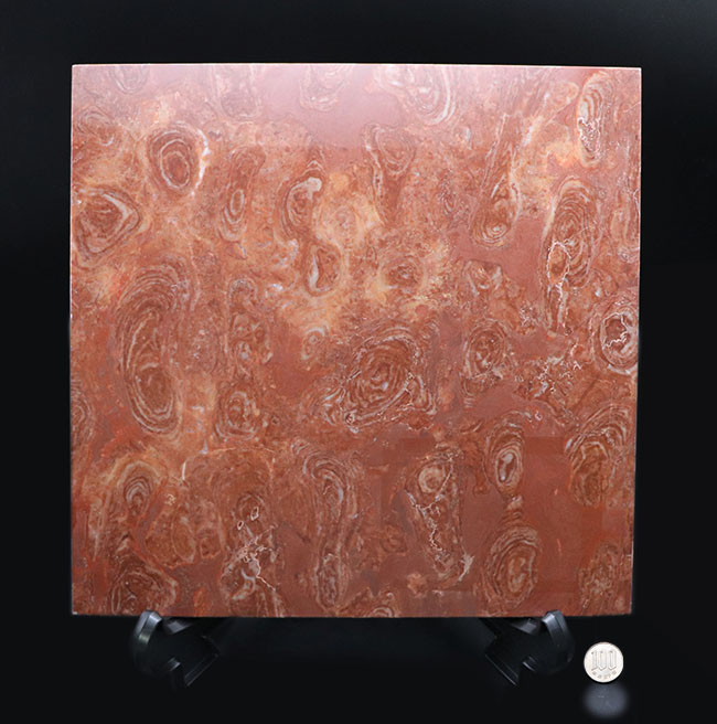 およそ17億年前の化石！地球に酸素を大量に生成し好気性の生物が誕生