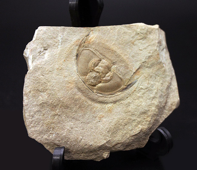 最古の三葉虫の一つ、オレネルス・ギルバーティ(Olenellus gilberti)の頭鞍部の化石(その1)