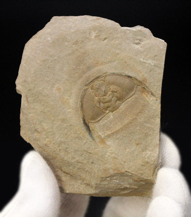 最古の三葉虫の一つ、オレネルス・ギルバーティ(Olenellus gilberti)の頭鞍部の化石(その2)