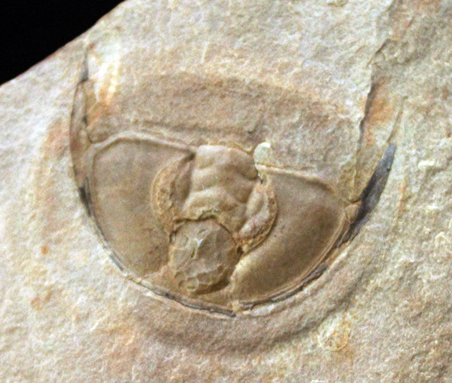 最古の三葉虫の一つ、オレネルス・ギルバーティ（Olenellus gilberti）の頭鞍部の化石（その3）