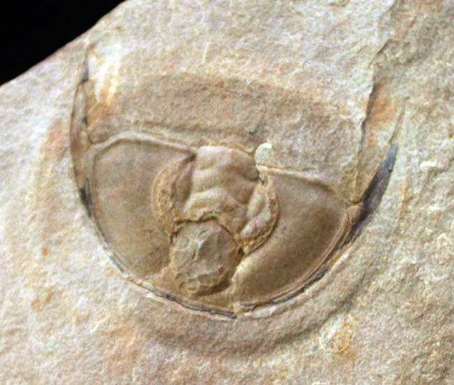 最古の三葉虫の一つ、オレネルス・ギルバーティ(Olenellus gilberti)の頭鞍部の化石(その3)