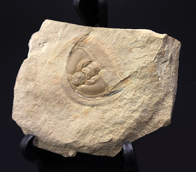 最古の三葉虫の一つ、オレネルス・ギルバーティ（Olenellus gilberti）の頭鞍部の化石（その4）