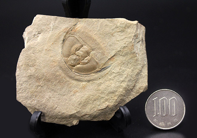 最古の三葉虫の一つ、オレネルス・ギルバーティ(Olenellus gilberti)の頭鞍部の化石(その7)