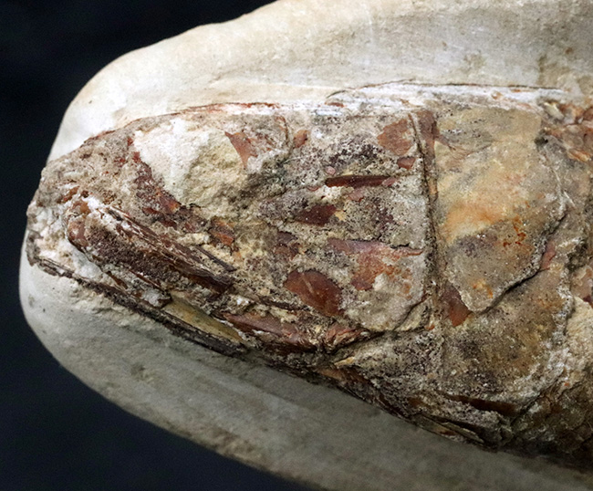 デスク周りの素敵なインテリアにいかがでしょう?およそ1億年前の絶滅古代魚、ラコレピス(Rhacolepis)の化石(その2)