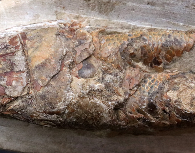 デスク周りの素敵なインテリアにいかがでしょう？およそ１億年前の絶滅古代魚、ラコレピス（Rhacolepis）の化石（その3）