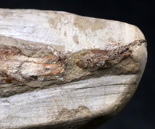 デスク周りの素敵なインテリアにいかがでしょう?およそ1億年前の絶滅古代魚、ラコレピス(Rhacolepis)の化石(その4)