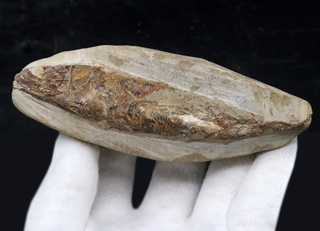 デスク周りの素敵なインテリアにいかがでしょう?およそ1億年前の絶滅古代魚、ラコレピス(Rhacolepis)の化石(その5)