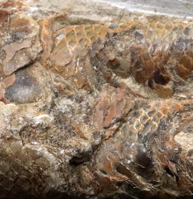 デスク周りの素敵なインテリアにいかがでしょう？およそ１億年前の絶滅古代魚、ラコレピス（Rhacolepis）の化石（その6）