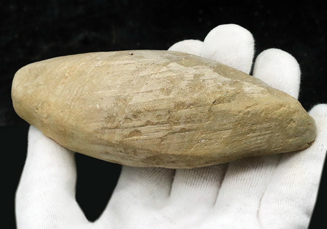 デスク周りの素敵なインテリアにいかがでしょう?およそ1億年前の絶滅古代魚、ラコレピス(Rhacolepis)の化石(その7)