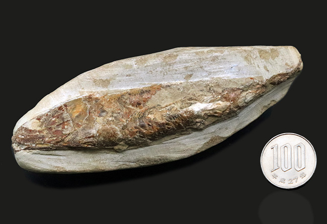デスク周りの素敵なインテリアにいかがでしょう?およそ1億年前の絶滅古代魚、ラコレピス(Rhacolepis)の化石(その9)