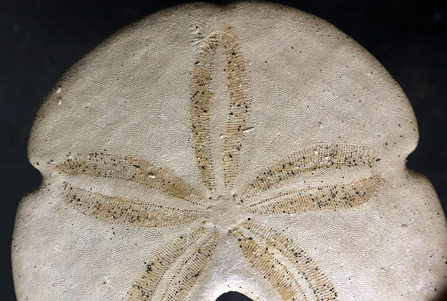 直径最大部９センチ近い非常に立派な個体！フロリダ州産のウニ、エンコープ（Encope macrophora）の化石（その2）