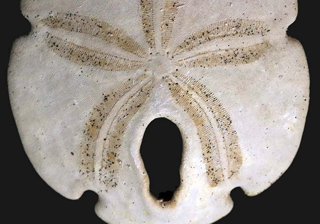 直径最大部９センチ近い非常に立派な個体！フロリダ州産のウニ、エンコープ（Encope macrophora）の化石（その3）