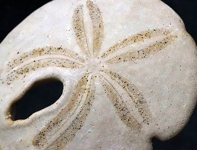 直径最大部9センチ近い非常に立派な個体！フロリダ州産のウニ