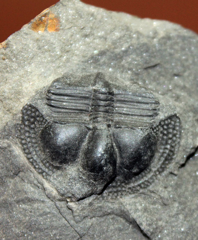 イギリス・ウェイルシュプール産オルドビス紀の三葉虫、サルテロリソス・カラクタキ(Salterolithus caractaci)。オールドコレクション。(その1)