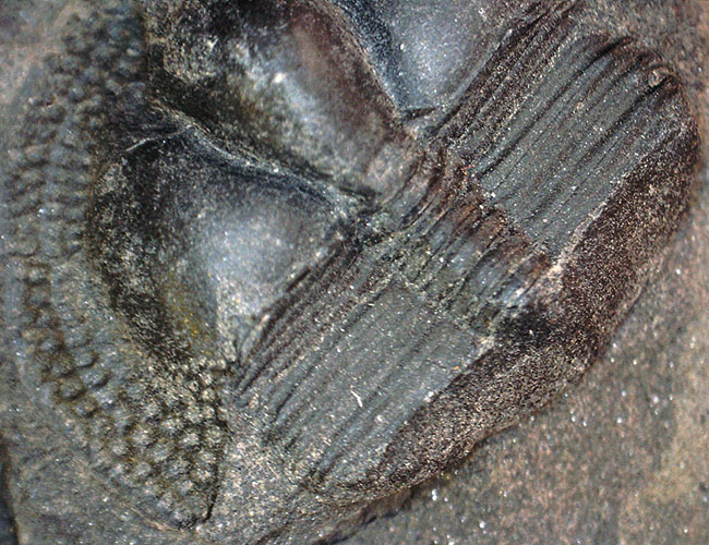 イギリス・ウェイルシュプール産オルドビス紀の三葉虫、サルテロリソス・カラクタキ（Salterolithus caractaci）。オールドコレクション。（その12）