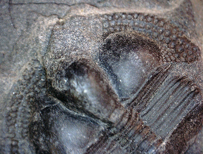 イギリス・ウェイルシュプール産オルドビス紀の三葉虫、サルテロリソス・カラクタキ（Salterolithus caractaci）。オールドコレクション。（その13）