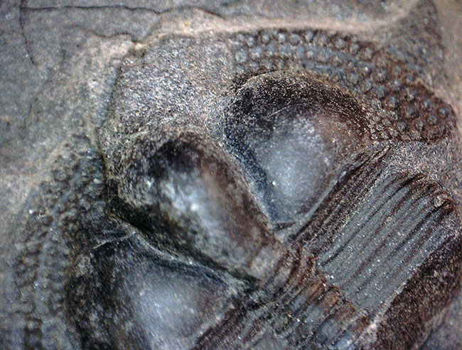 イギリス・ウェイルシュプール産オルドビス紀の三葉虫、サルテロリソス・カラクタキ(Salterolithus caractaci)。オールドコレクション。(その13)
