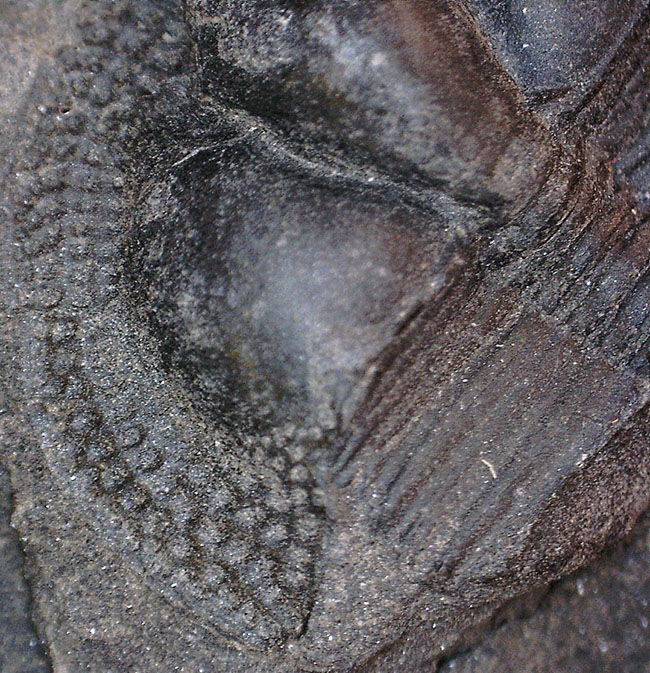 イギリス・ウェイルシュプール産オルドビス紀の三葉虫、サルテロリソス・カラクタキ（Salterolithus caractaci）。オールドコレクション。（その14）