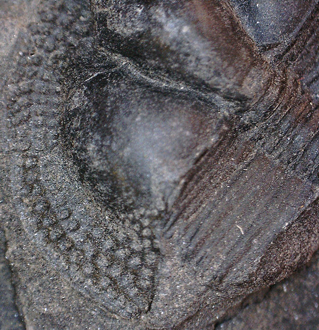 イギリス・ウェイルシュプール産オルドビス紀の三葉虫、サルテロリソス・カラクタキ(Salterolithus caractaci)。オールドコレクション。(その14)