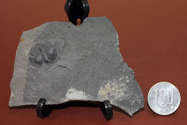 イギリス・ウェイルシュプール産オルドビス紀の三葉虫、サルテロリソス・カラクタキ(Salterolithus caractaci)。オールドコレクション。(その15)