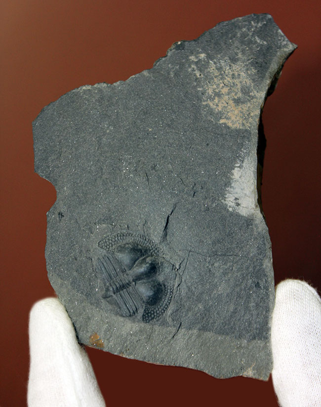 イギリス・ウェイルシュプール産オルドビス紀の三葉虫、サルテロリソス・カラクタキ(Salterolithus caractaci)。オールドコレクション。(その2)