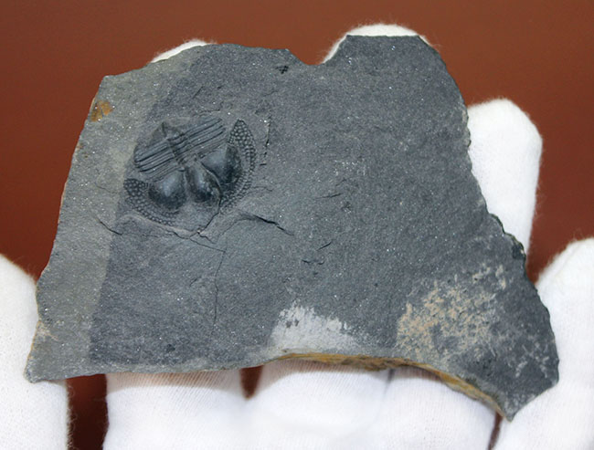 イギリス・ウェイルシュプール産オルドビス紀の三葉虫、サルテロリソス・カラクタキ(Salterolithus caractaci)。オールドコレクション。(その3)