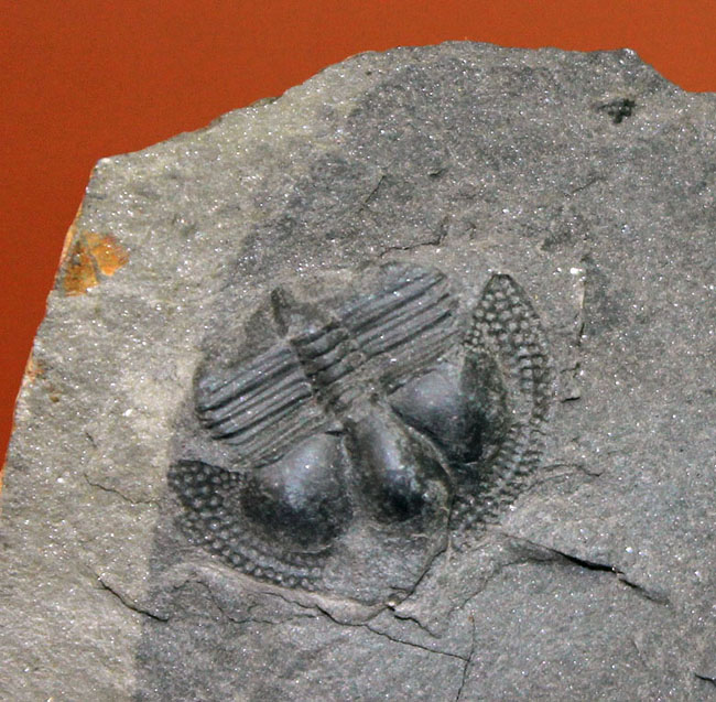 イギリス・ウェイルシュプール産オルドビス紀の三葉虫、サルテロリソス・カラクタキ(Salterolithus caractaci)。オールドコレクション。(その4)