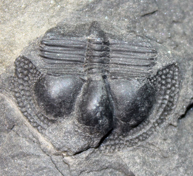 イギリス・ウェイルシュプール産オルドビス紀の三葉虫、サルテロリソス・カラクタキ（Salterolithus caractaci）。オールドコレクション。（その5）