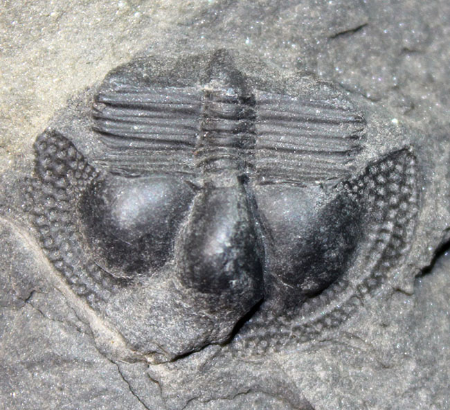 イギリス・ウェイルシュプール産オルドビス紀の三葉虫、サルテロリソス・カラクタキ(Salterolithus caractaci)。オールドコレクション。(その5)