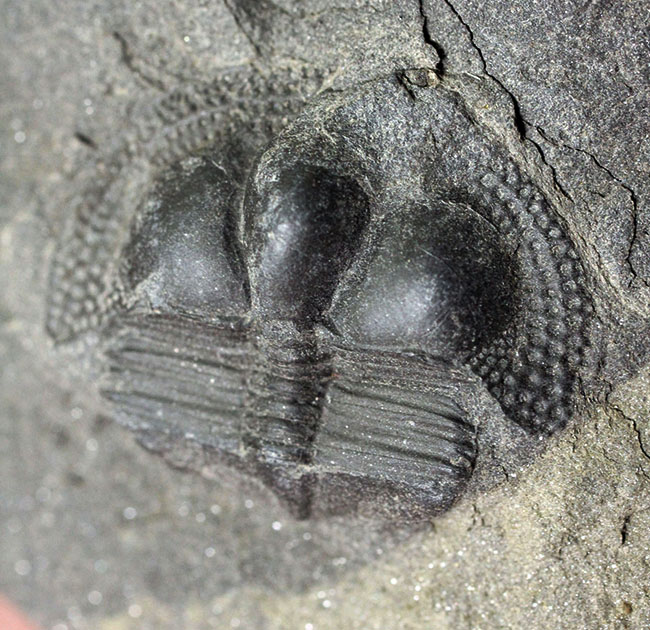 イギリス・ウェイルシュプール産オルドビス紀の三葉虫、サルテロリソス・カラクタキ(Salterolithus caractaci)。オールドコレクション。(その6)