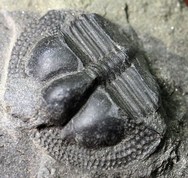 イギリス・ウェイルシュプール産オルドビス紀の三葉虫、サルテロリソス・カラクタキ(Salterolithus caractaci)。オールドコレクション。(その7)