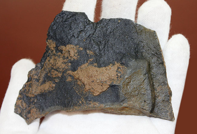 イギリス・ウェイルシュプール産オルドビス紀の三葉虫、サルテロリソス・カラクタキ(Salterolithus caractaci)。オールドコレクション。(その9)