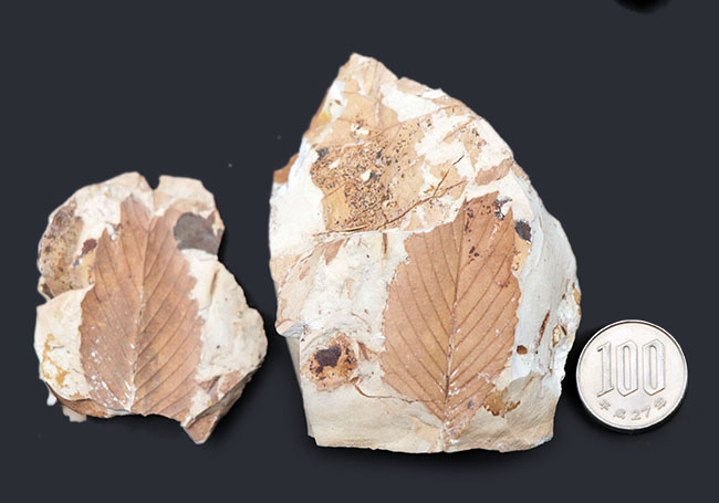 ネガポジ両方揃っています！兵庫県白川累層、ニレ科（Ulmus）の木の葉化石（その11）