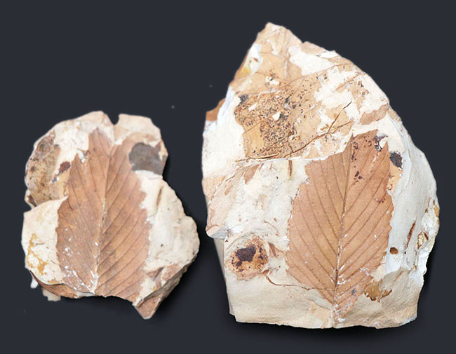 ネガポジ両方揃っています！兵庫県白川累層、ニレ科（Ulmus）の木の葉化石（その3）