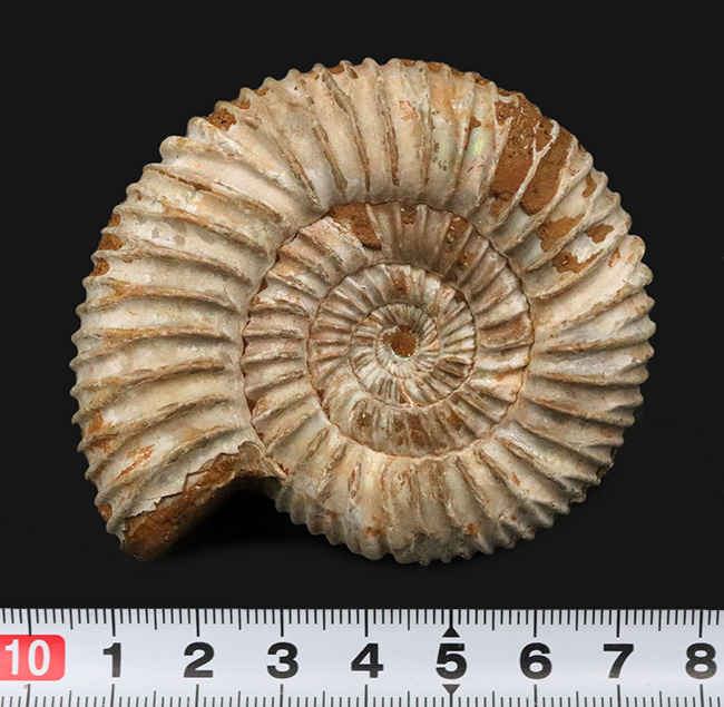 肋(ろく)が切り立って珍しいタイプ、マダガスカルのジュラ紀の地層から発見されたアンモナイト、ペリスフィンクテス(Perisphinctes)(その10)