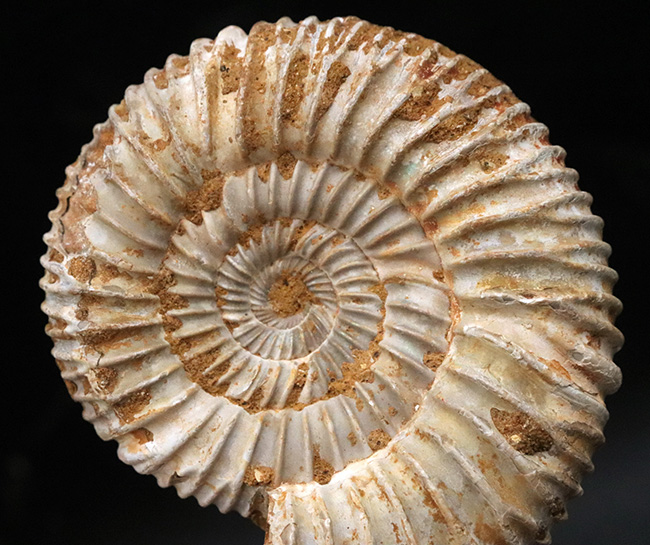 肋(ろく)が切り立って珍しいタイプ、マダガスカルのジュラ紀の地層から発見されたアンモナイト、ペリスフィンクテス(Perisphinctes)(その2)