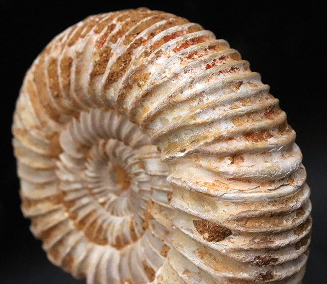 肋(ろく)が切り立って珍しいタイプ、マダガスカルのジュラ紀の地層から発見されたアンモナイト、ペリスフィンクテス(Perisphinctes)(その3)